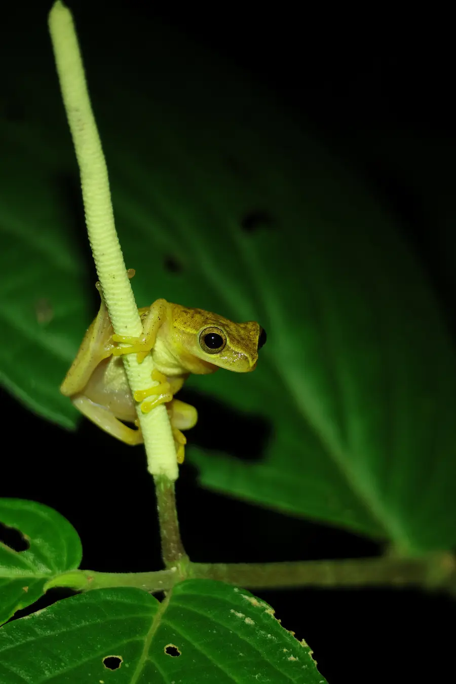 Costa Rica Pillar Guide thumbnail