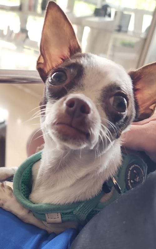 Medellín Dog Scene
