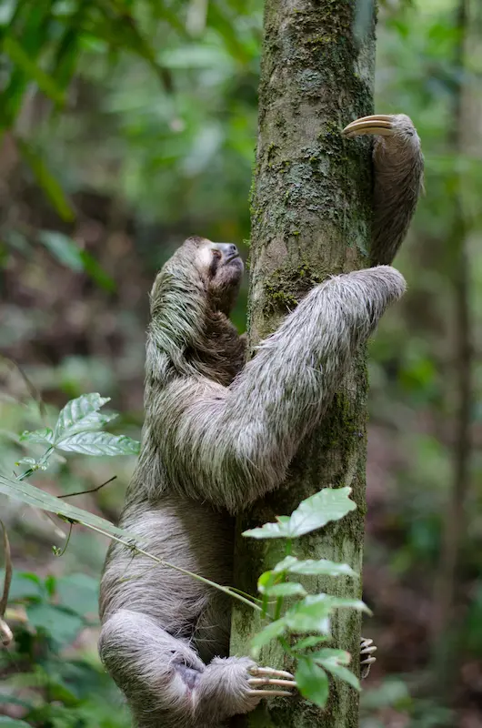Costa Rica: The Straight-Talk Travel Primer